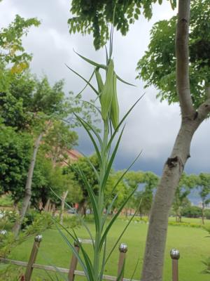 粗莖麝香百合