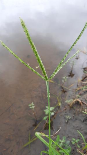 牛筋草