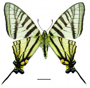 Graphium mullah mullah (Alphéraky, 1897) 黑尾劍鳳蝶