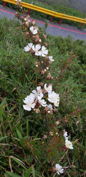 高山薔薇