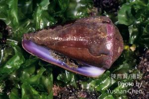 紫霞芋螺 