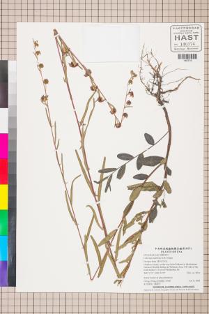 Ludwigia maritima R.M. Harper_標本_BRCM 3527