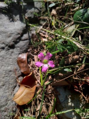 紅花酢漿草 (紫花酢漿草)