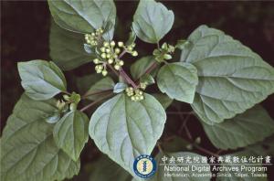 Ageratina adenophora (Spreng.) R. M. King & H. Rob._BRCM 6143