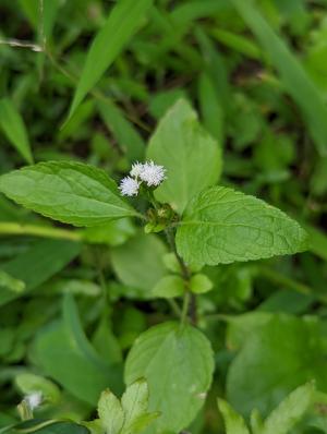 勝紅薊 (藿香薊)