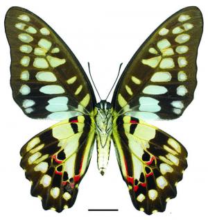 Graphium doson postianus (Fruhstorfer, 1902) 木蘭青鳳蝶