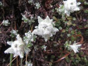 玉山薄雪草