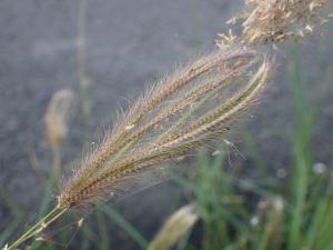 虎尾草、刺虎尾草、孟仁草