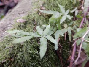 井欄邊草 (鳳尾蕨)