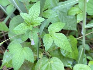 皺子白花菜