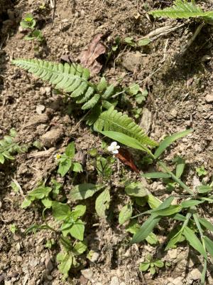 阿里山通泉草