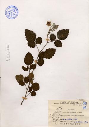 Rubus taiwanianus Matsum._標本_BRCM 4209