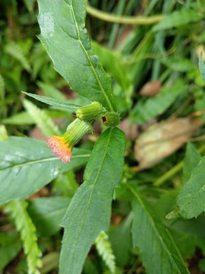 野茼蒿