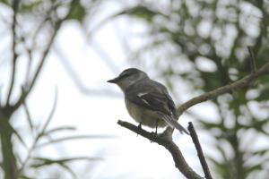 小灰山椒鳥