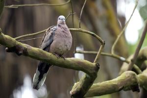 珠頸斑鳩