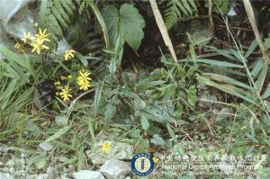 Senecio tarokoensis C.-I Peng_BRCM 6087