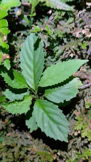 臺灣山桂花