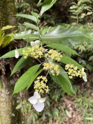 華八仙(華南分布)