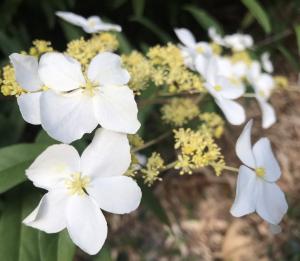 華八仙(華南分布)