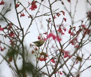 綠啄花(台灣亞種)