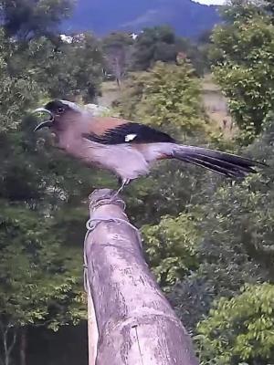 樹鵲(台灣亞種)