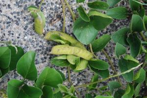 狹刀豆 (濱刀豆)