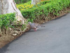 金背鳩(台灣亞種)