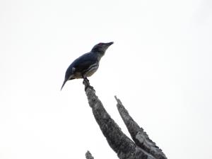 亞洲輝椋鳥