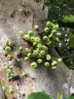 幹花榕