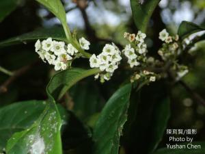 臺灣山桂花