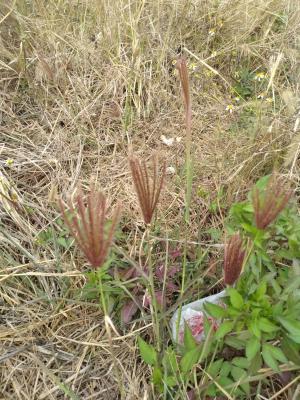 虎尾草、刺虎尾草、孟仁草