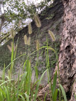 狗尾草