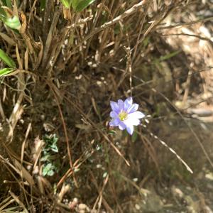 阿里山龍膽