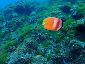 克氏蝴蝶魚