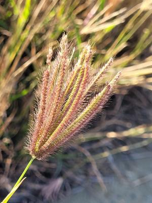 虎尾草、刺虎尾草、孟仁草