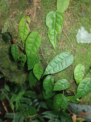 阿里山珍珠蓮