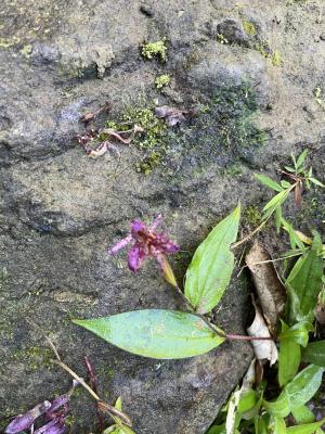 臺灣油點草