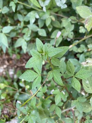 皺子白花菜