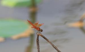 黃翅蜻  (褐斑蜻蜓)