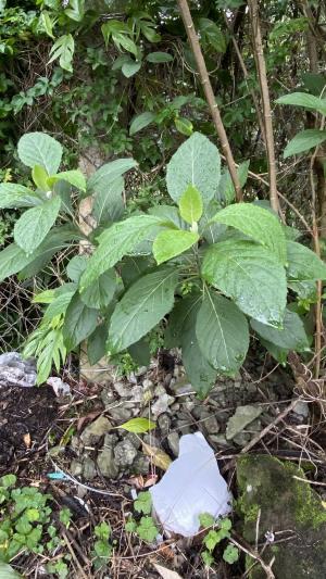 南非葉 (扁桃斑鳩菊)