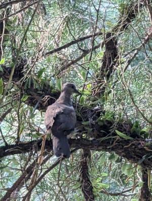 珠頸斑鳩