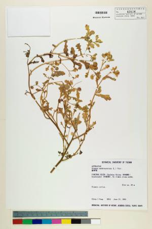 Grangea maderaspatana (L.) Poir._標本_BRCM 6545