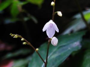 鐘花草 (鐘刺草)