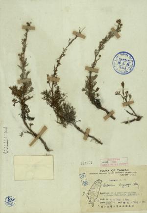 Artemisia oligocarpa Hay._標本_BRCM 4669
