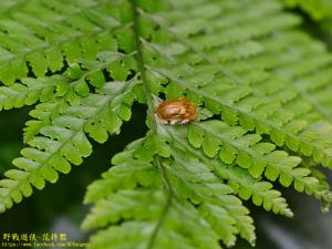 大黃龜金花蟲