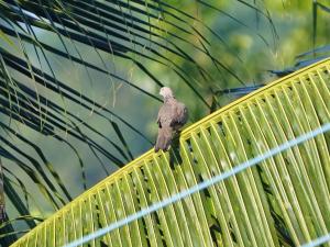 珠頸斑鳩