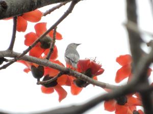 灰頭椋鳥