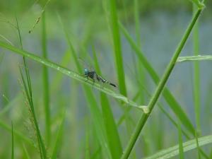 錐腹蜻 (粗腰蜻蜓)