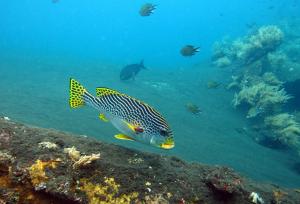 Plectorhinchus lineatus 條紋胡椒鯛