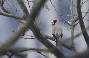 桑鳲